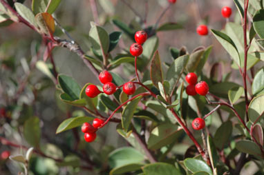 APII jpeg image of Cotoneaster pannosus  © contact APII