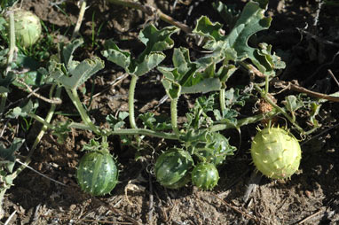 APII jpeg image of Cucumis myriocarpus subsp. myriocarpus  © contact APII