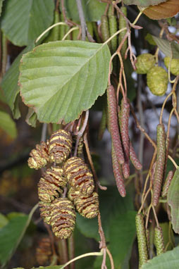 APII jpeg image of Alnus glutinosa  © contact APII