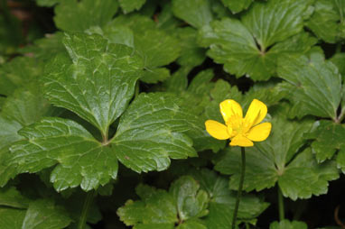 APII jpeg image of Ranunculus repens  © contact APII