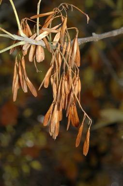 APII jpeg image of Fraxinus pennsylvanica  © contact APII