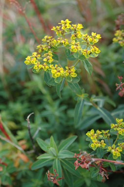 APII jpeg image of Euphorbia oblongata  © contact APII