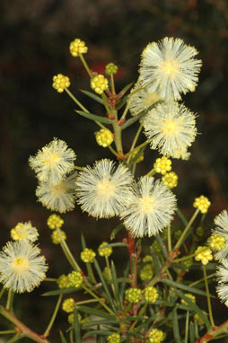 APII jpeg image of Acacia genistifolia  © contact APII