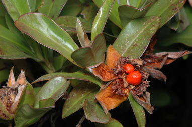 APII jpeg image of Hibbertia scandens  © contact APII