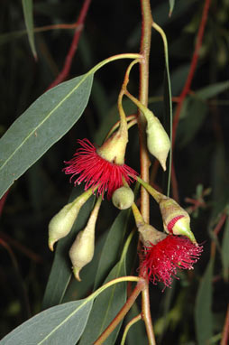 APII jpeg image of Eucalyptus petiolaris  © contact APII