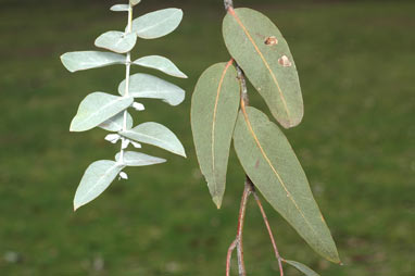 APII jpeg image of Eucalyptus cinerea  © contact APII