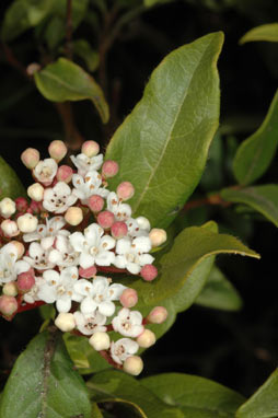 APII jpeg image of Viburnum tinus  © contact APII