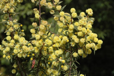 APII jpeg image of Acacia siculiformis  © contact APII