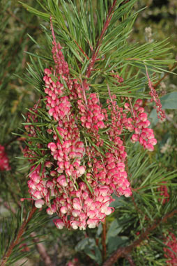 APII jpeg image of Grevillea rosmarinifolia 'Rosy Posy'  © contact APII