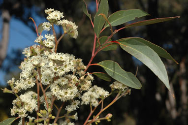 APII jpeg image of Eucalyptus tindaliae  © contact APII