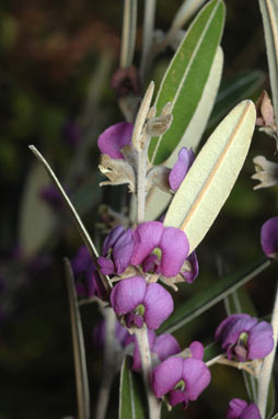 APII jpeg image of Hovea lanceolata  © contact APII