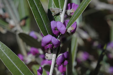 APII jpeg image of Hovea lanceolata  © contact APII