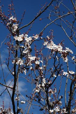 APII jpeg image of Prunus cerasifera  © contact APII