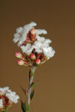 APII jpeg image of Leucopogon virgatus var. virgatus  © contact APII