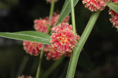 APII jpeg image of Acacia leprosa 'Scarlet Blaze'  © contact APII