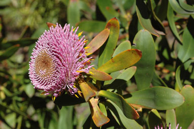 APII jpeg image of Isopogon cuneatus  © contact APII