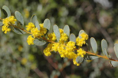 APII jpeg image of Acacia buxifolia  © contact APII