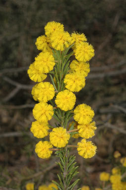 APII jpeg image of Acacia gordonii  © contact APII