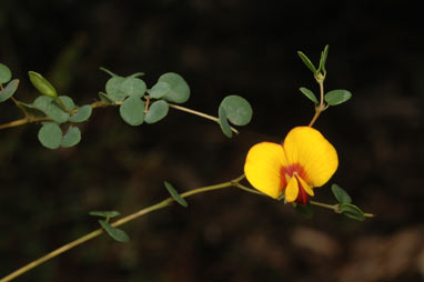 APII jpeg image of Bossiaea lenticularis  © contact APII