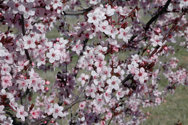 APII jpeg image of Prunus cerasifera  © contact APII