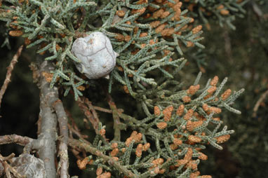 APII jpeg image of Cupressus arizonica  © contact APII