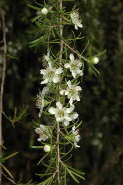 APII jpeg image of Leptospermum petersonii  © contact APII