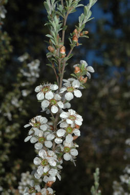 APII jpeg image of Leptospermum myrsinoides  © contact APII