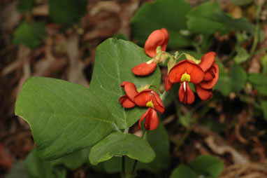 APII jpeg image of Kennedia macrophylla  © contact APII