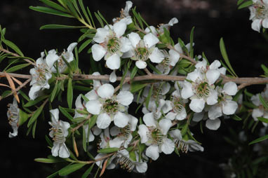 APII jpeg image of Leptospermum variabile  © contact APII