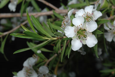 APII jpeg image of Leptospermum variabile  © contact APII