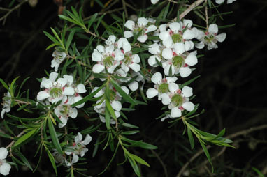 APII jpeg image of Leptospermum polygalifolium subsp. montanum  © contact APII