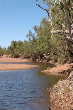 APII jpeg image of Eucalyptus camaldulensis  © contact APII