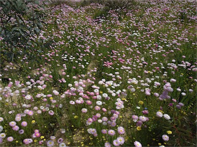 APII jpeg image of Rhodanthe chlorocephala subsp. rosea  © contact APII