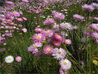 APII jpeg image of Rhodanthe chlorocephala subsp. rosea  © contact APII