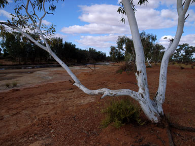 APII jpeg image of Eucalyptus victrix  © contact APII