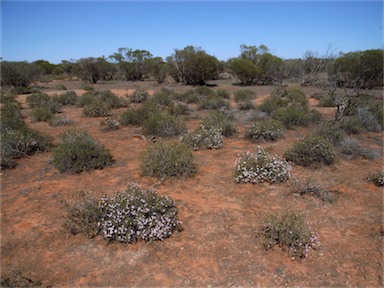 APII jpeg image of Frankenia pauciflora var. pauciflora  © contact APII