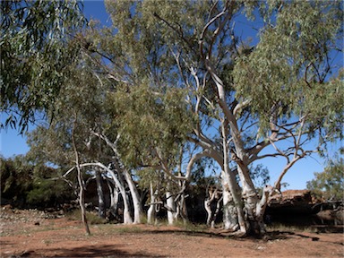 APII jpeg image of Eucalyptus camaldulensis subsp. obtusa  © contact APII