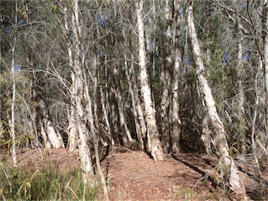 APII jpeg image of Melaleuca argentea  © contact APII