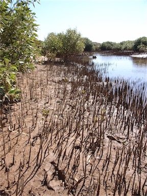 APII jpeg image of Avicennia marina  © contact APII