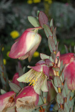 APII jpeg image of Pimelea physodes  © contact APII