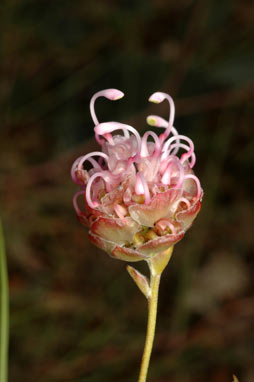 APII jpeg image of Grevillea bracteosa  © contact APII