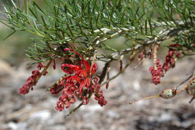 APII jpeg image of Grevillea maxwellii  © contact APII