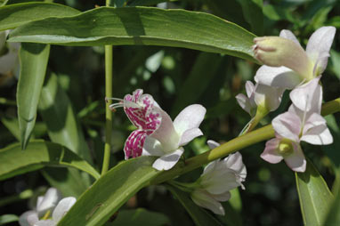 APII jpeg image of Eremophila viscida  © contact APII