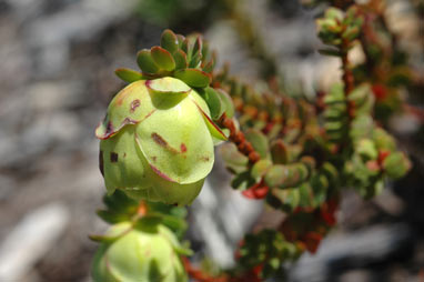 APII jpeg image of Darwinia collina  © contact APII