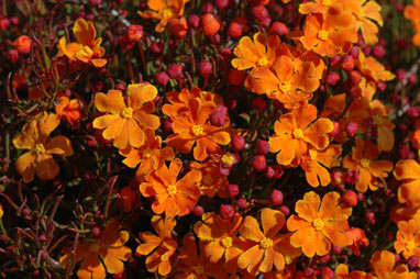 APII jpeg image of Hibbertia stellaris  © contact APII