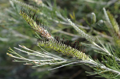 APII jpeg image of Grevillea hookeriana  © contact APII