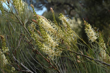 APII jpeg image of Grevillea candicans  © contact APII