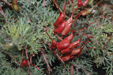 APII jpeg image of Grevillea humifusa  © contact APII