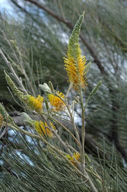 APII jpeg image of Grevillea eriostachya  © contact APII