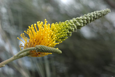 APII jpeg image of Grevillea eriostachya  © contact APII